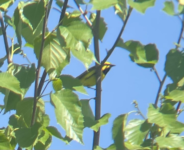 Lawrence's Warbler (hybrid) - ML572808281