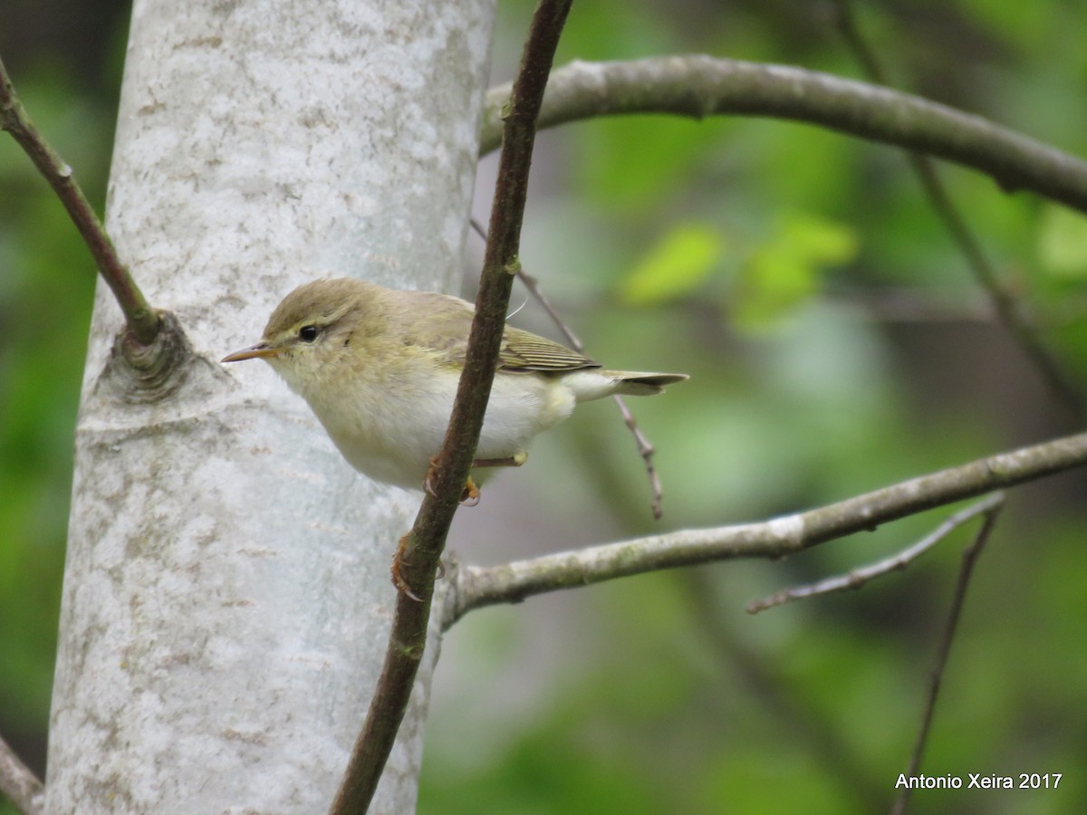 Willow Warbler - ML57280831