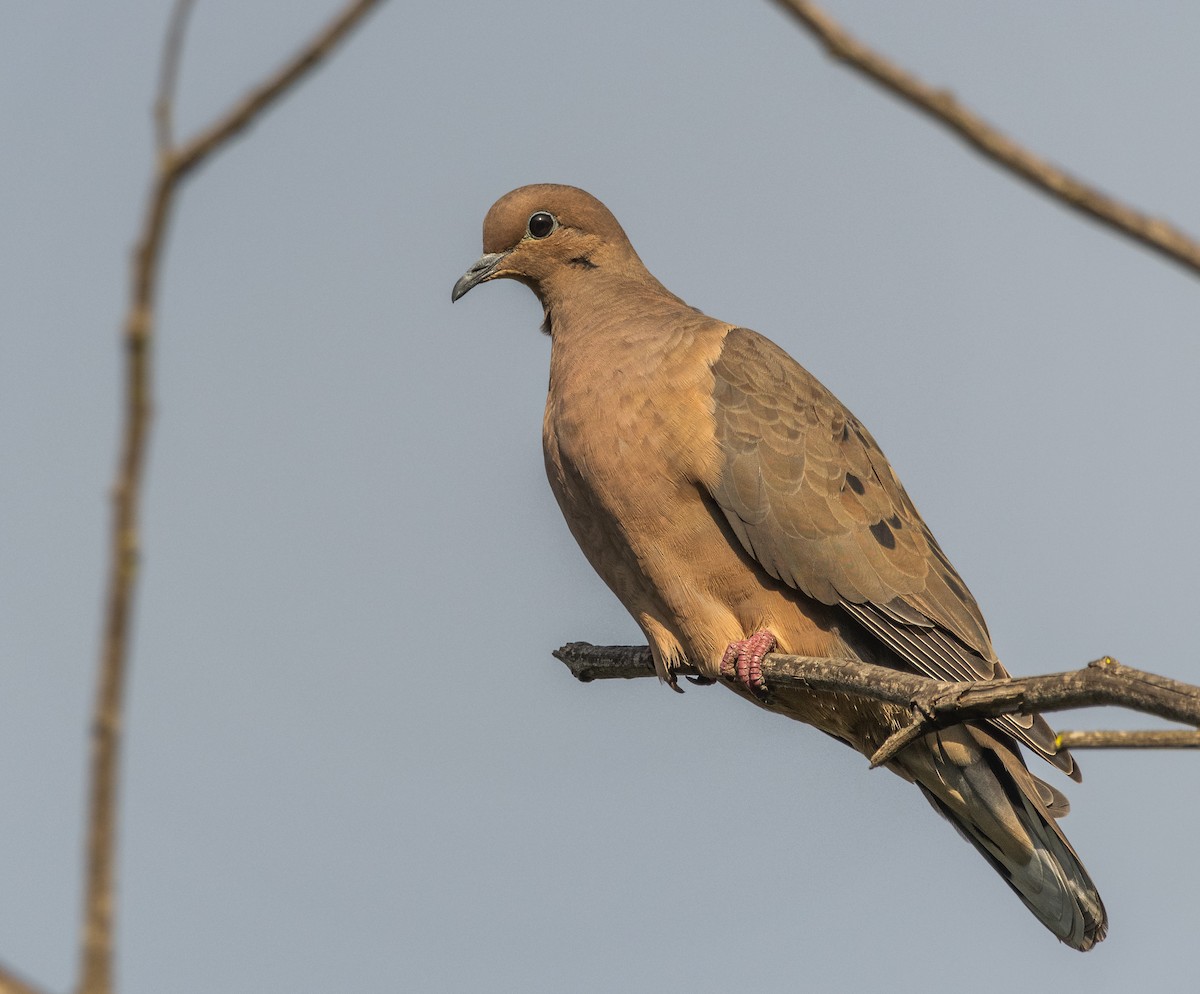 Eared Dove - ML572808371