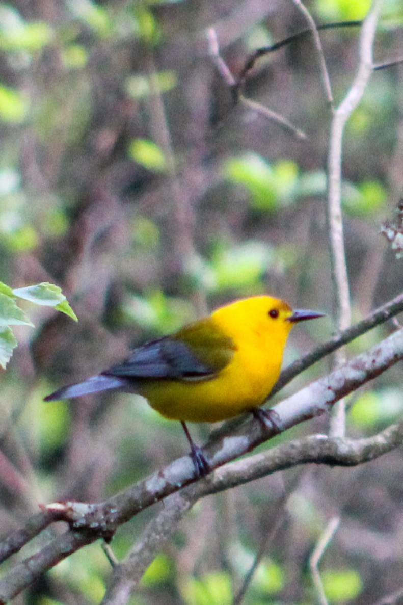 Prothonotary Warbler - ML572808571