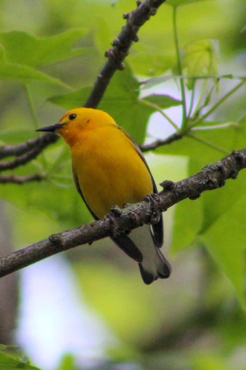 Prothonotary Warbler - ML572808581