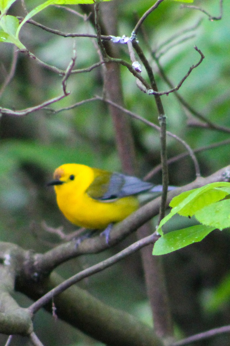 Prothonotary Warbler - ML572808591