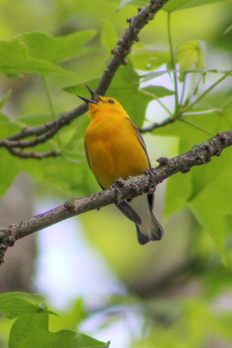 Prothonotary Warbler - ML572808601