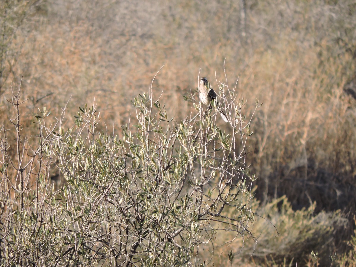 Chilean Mockingbird - ML572808801