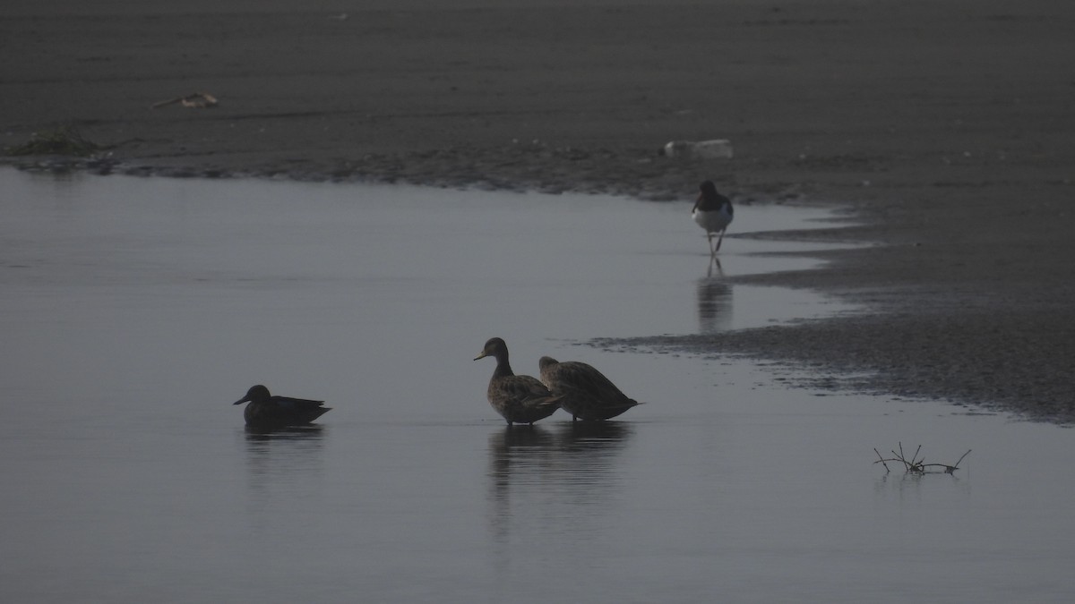 Yellow-billed Pintail - ML572809231