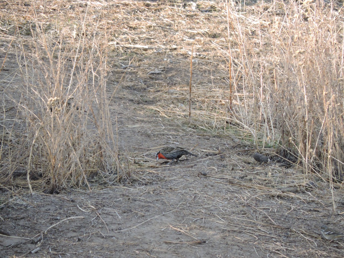 Long-tailed Meadowlark - ML572809301