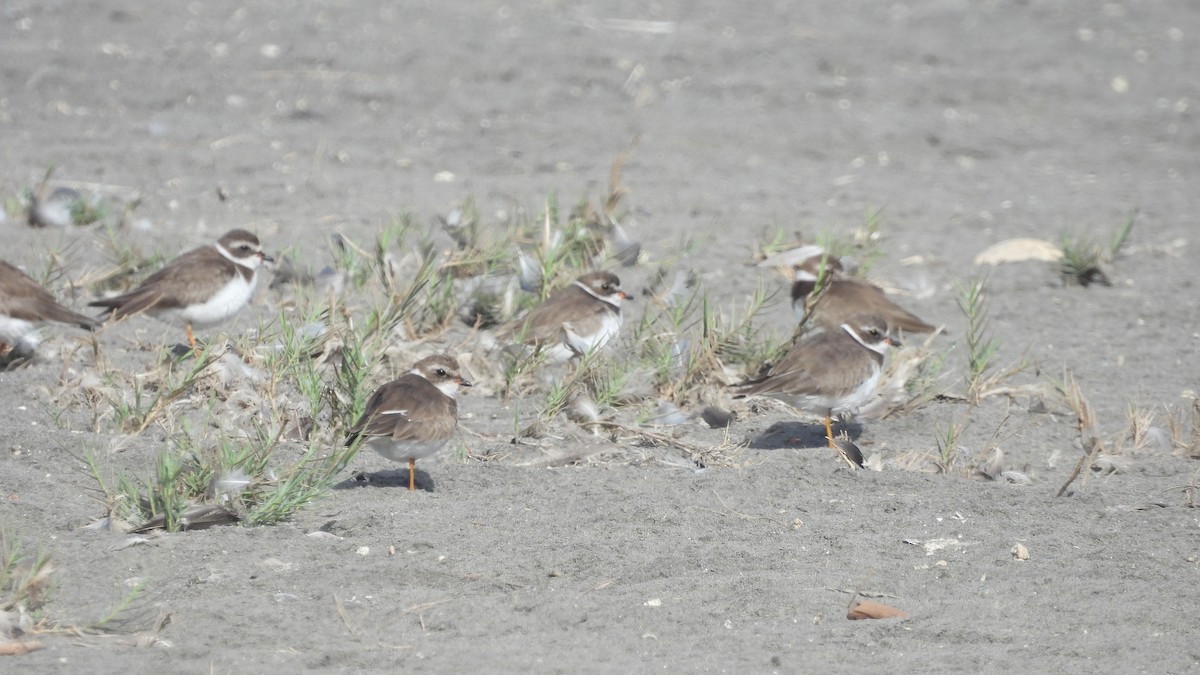 Semipalmated Plover - ML572809391