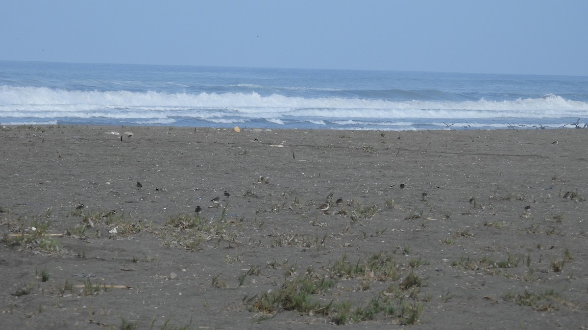 Semipalmated Plover - ML572809401