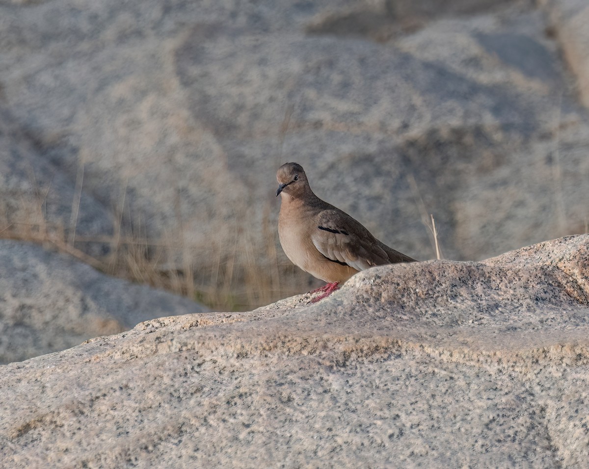 Picui Ground Dove - ML572809531