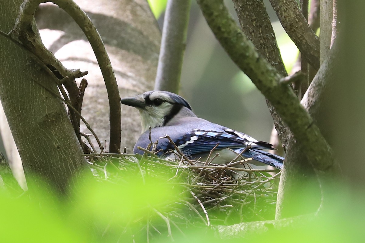 Blue Jay - ML572809551