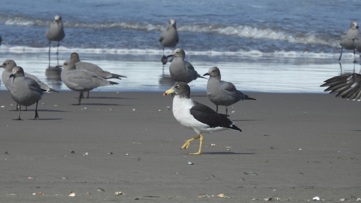 Belcher's Gull - ML572809821