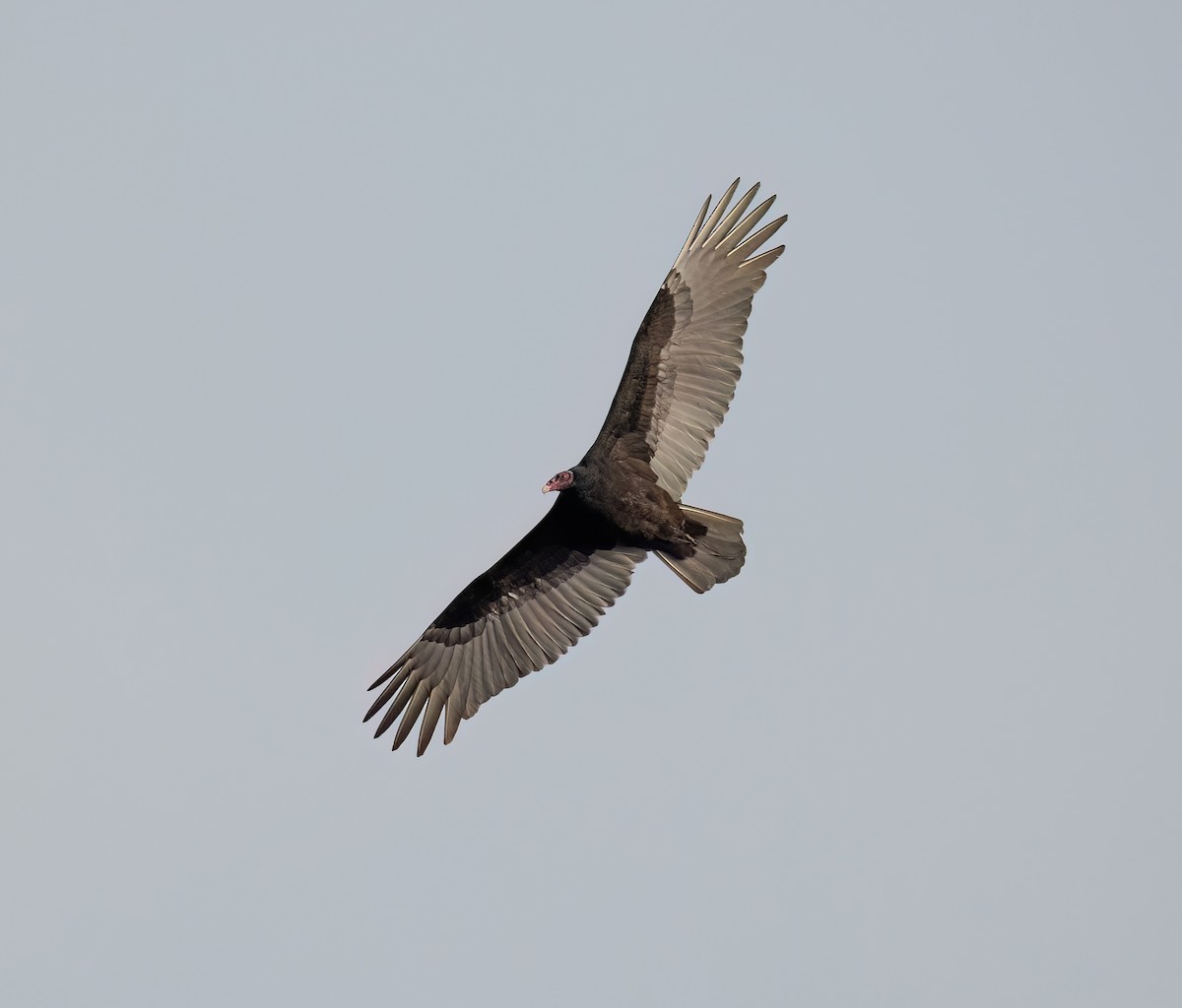 Turkey Vulture - ML572810161