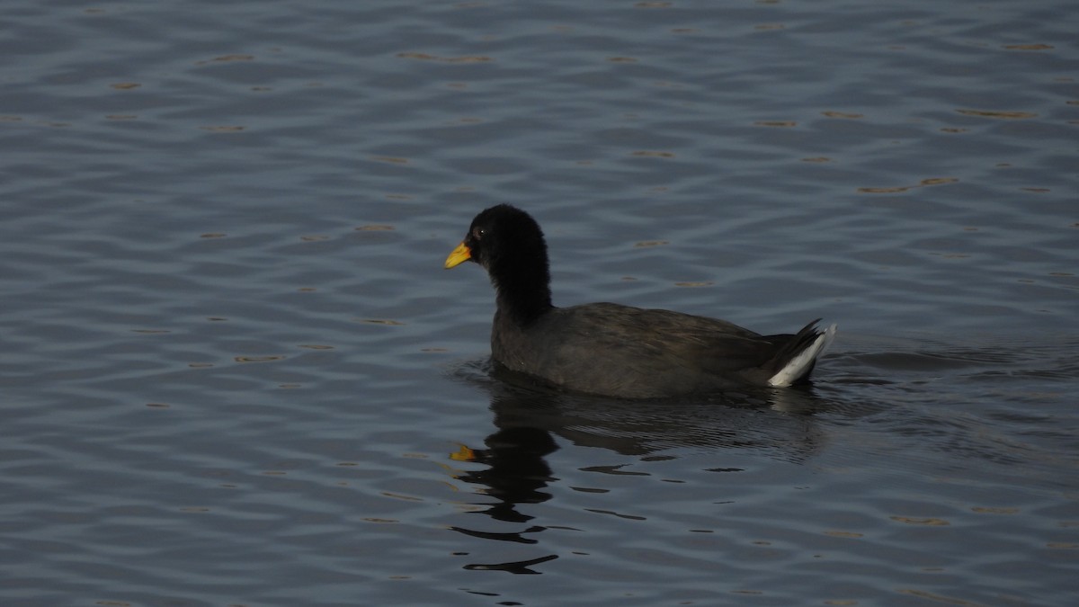 Red-fronted Coot - ML572810521