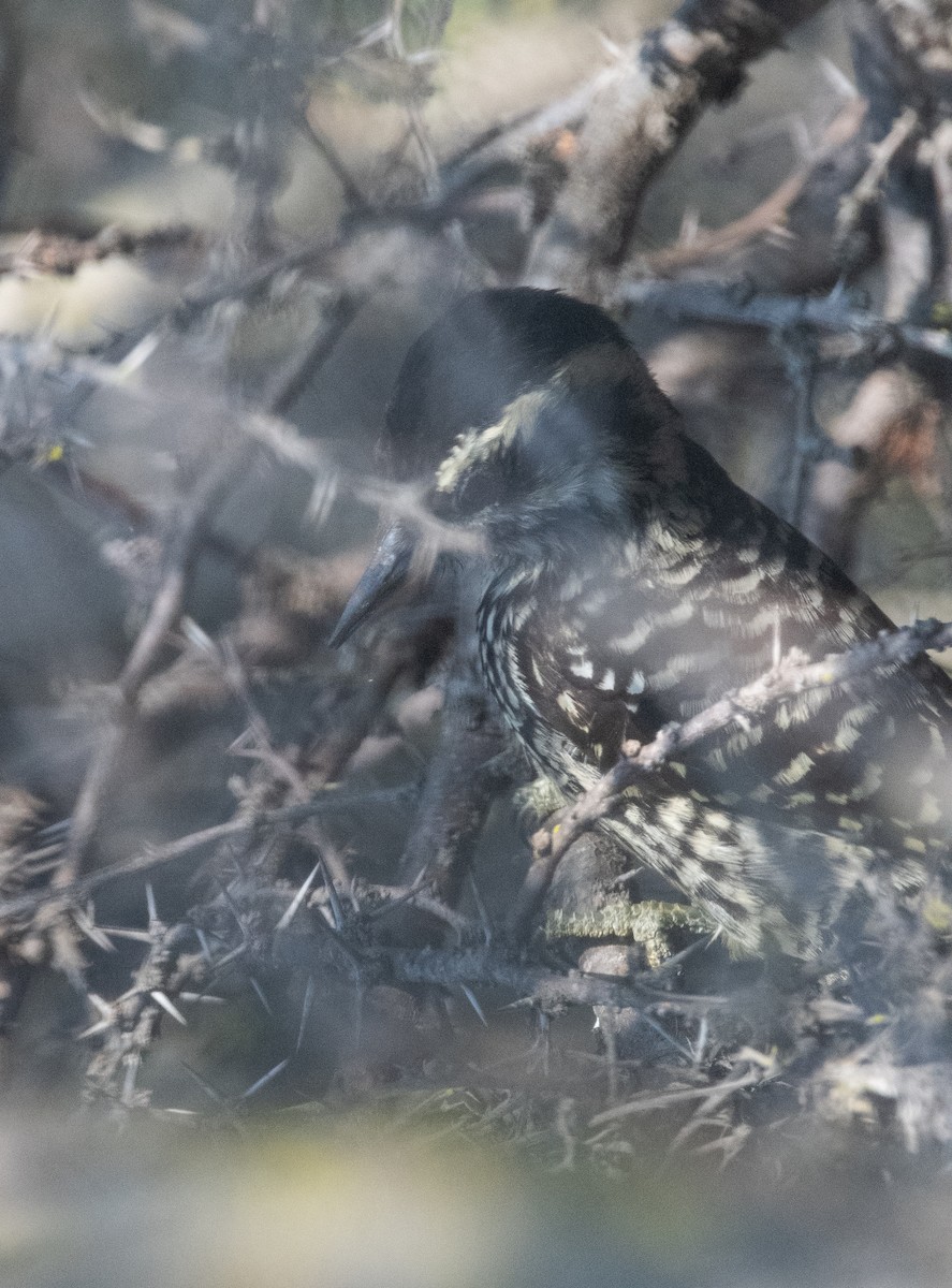Striped Woodpecker - ML572810771