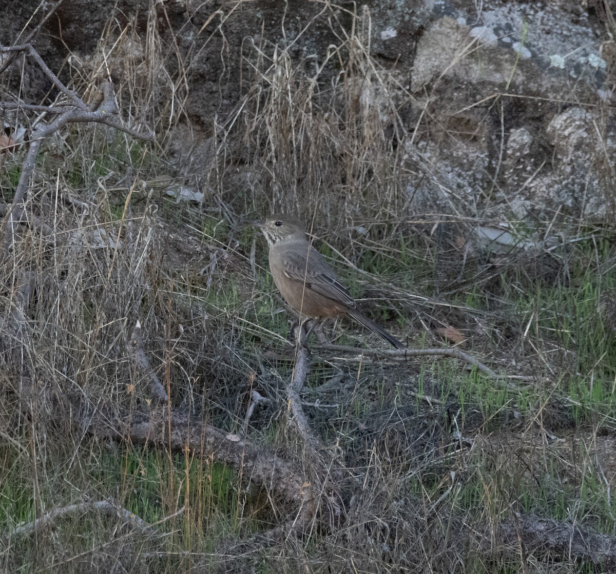 Great Shrike-Tyrant - ML572811271