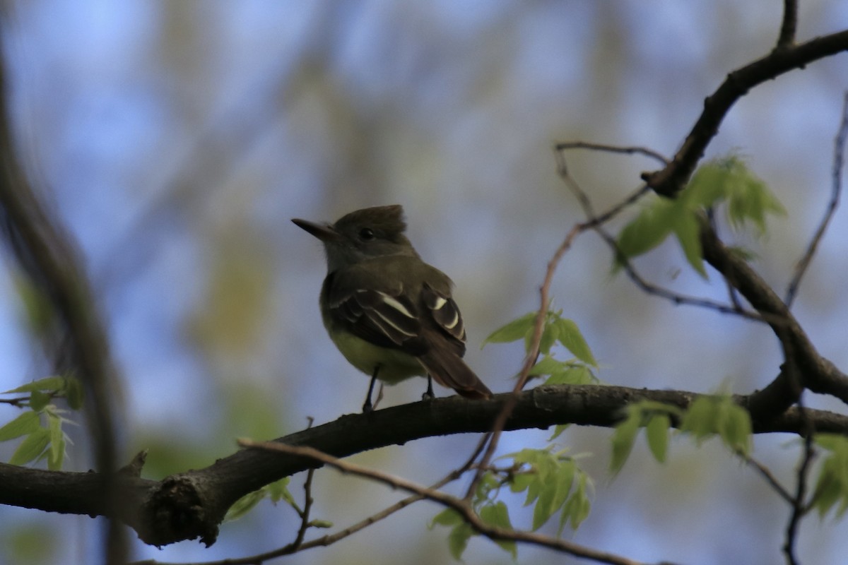 Great Crested Flycatcher - ML572811471