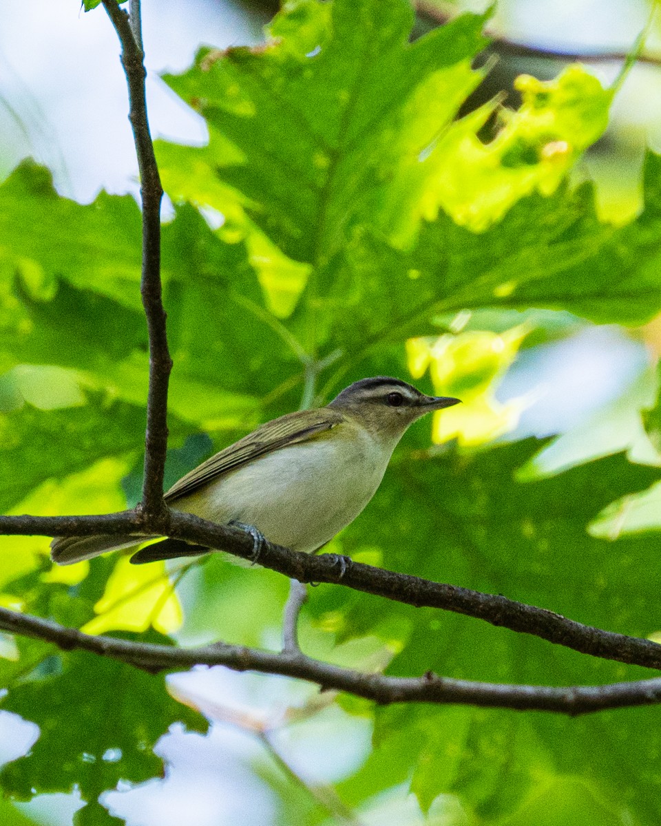 Kızıl Gözlü Vireo - ML572811811