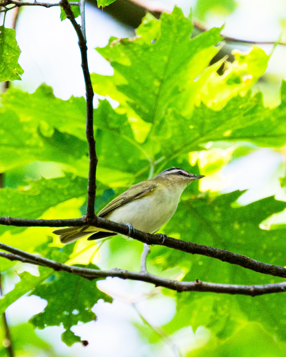 Red-eyed Vireo - ML572811821