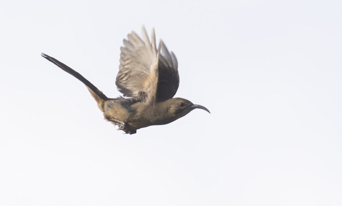California Thrasher - ML572812371