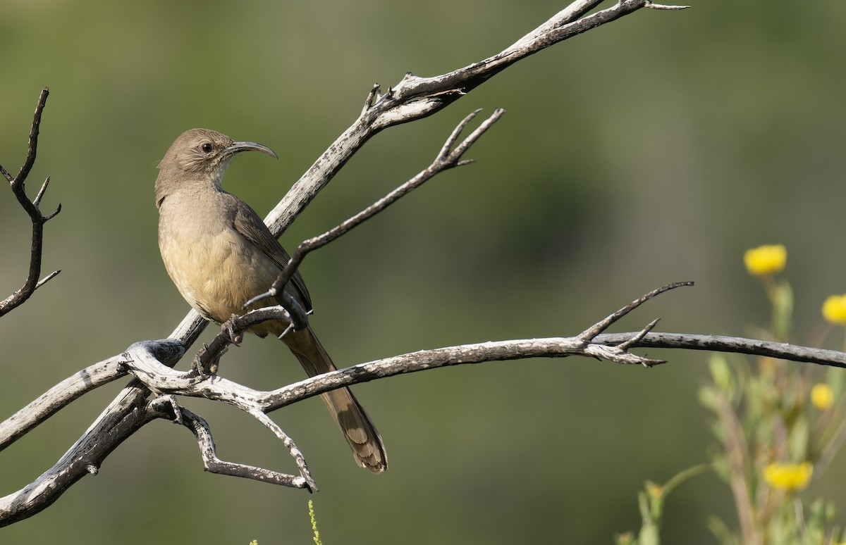 California Thrasher - ML572812391