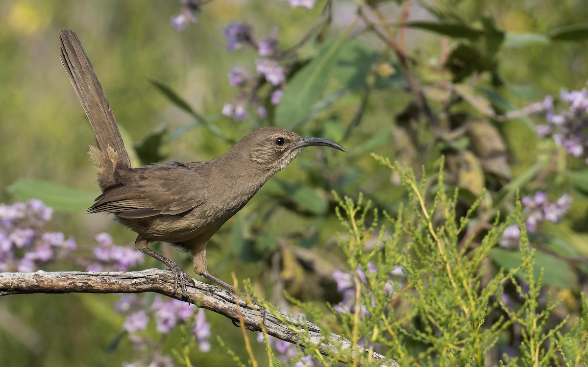 California Thrasher - ML572812401