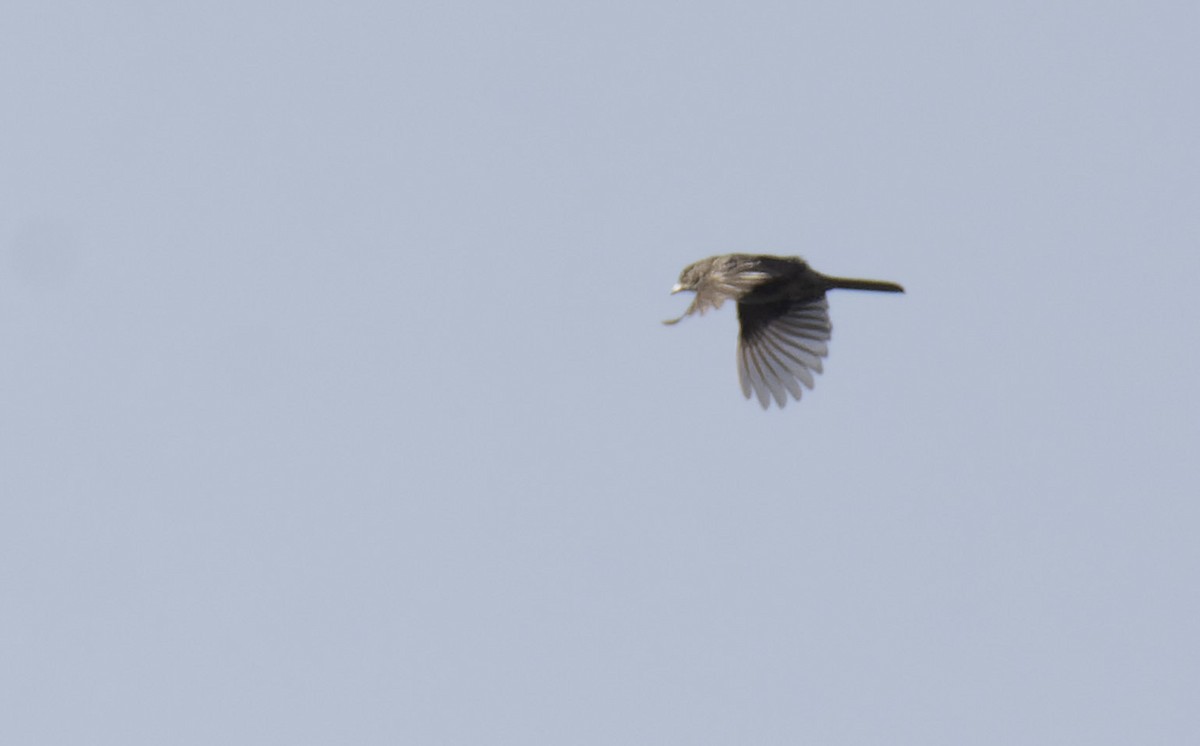 Rufous-crowned Sparrow - ML572812641