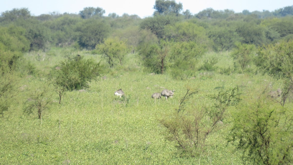 Greater Rhea - Patricio Cowper Coles