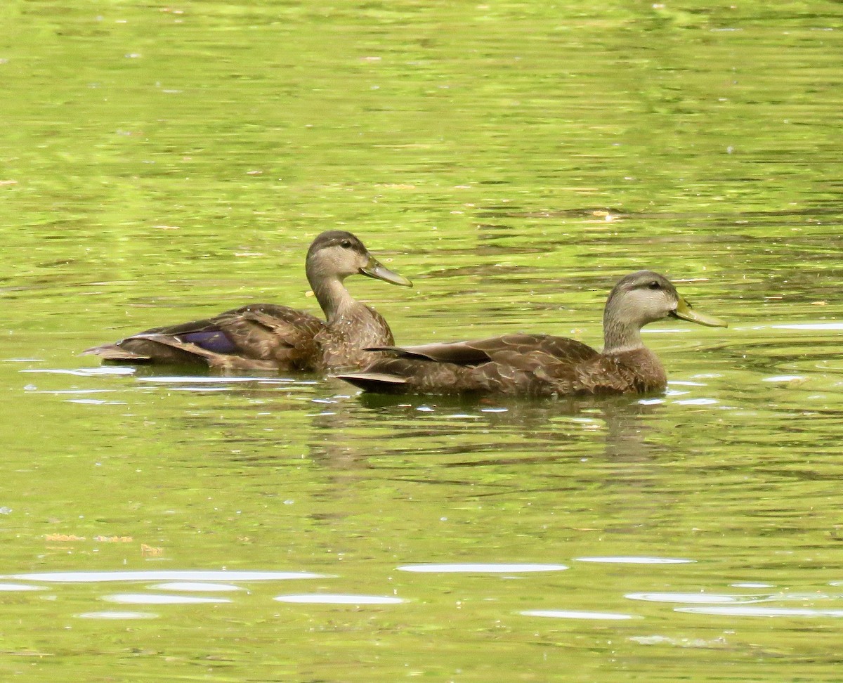 Canard noir - ML572813461