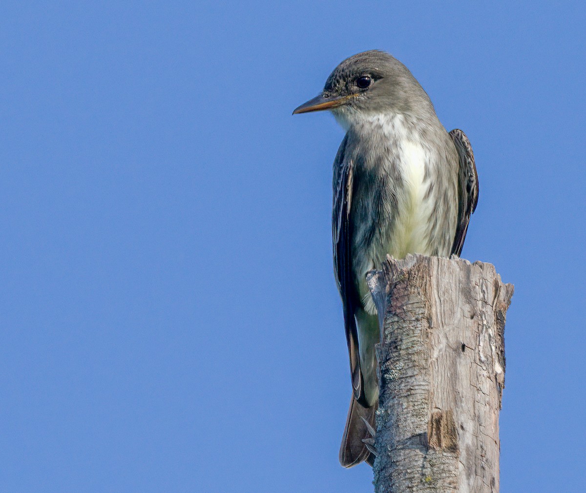 Olive-sided Flycatcher - ML572813961