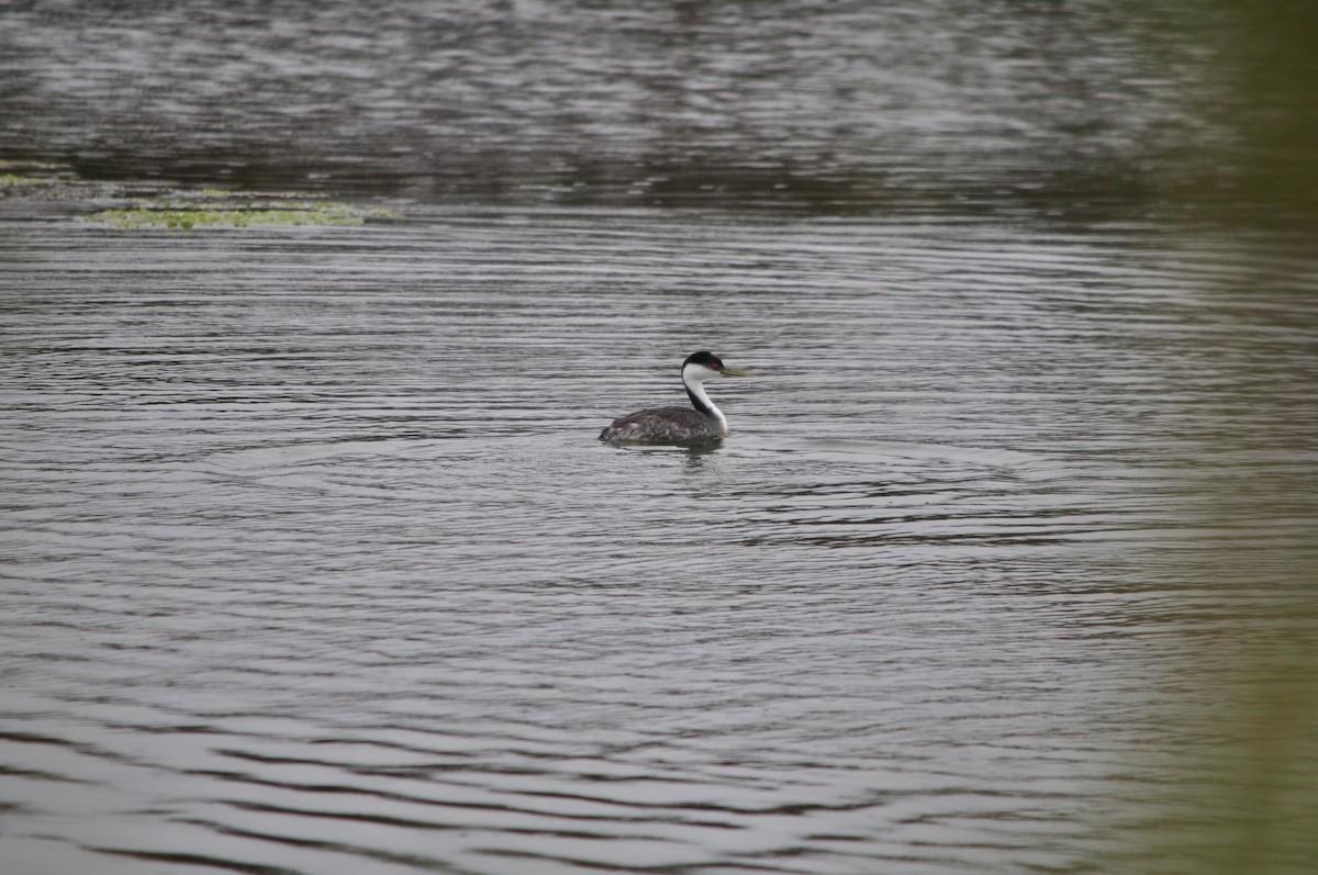 Western Grebe - ML57281421