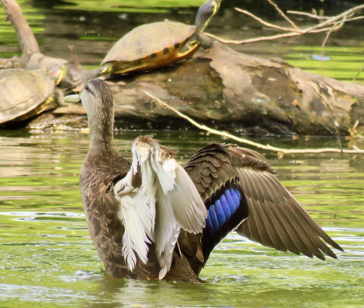 American Black Duck - Randy Bumbury