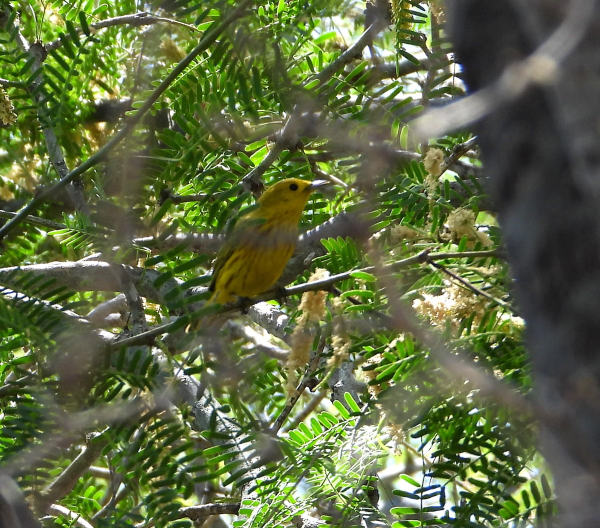 Yellow Warbler - ML572815781