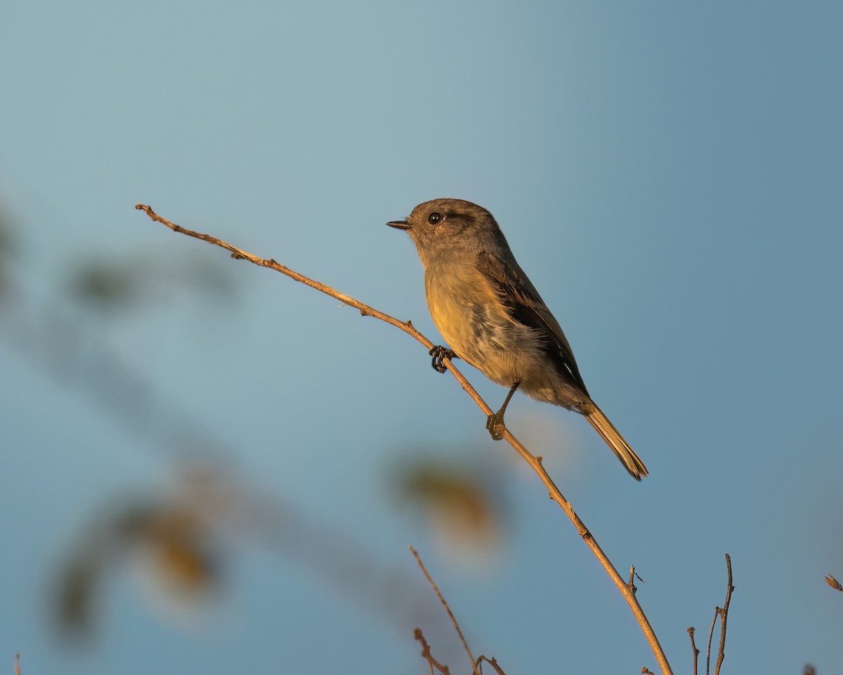 Patagonian Tyrant - ML572815901