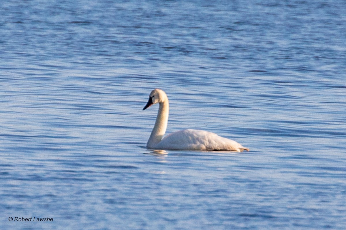 Tundra Swan - ML572816001