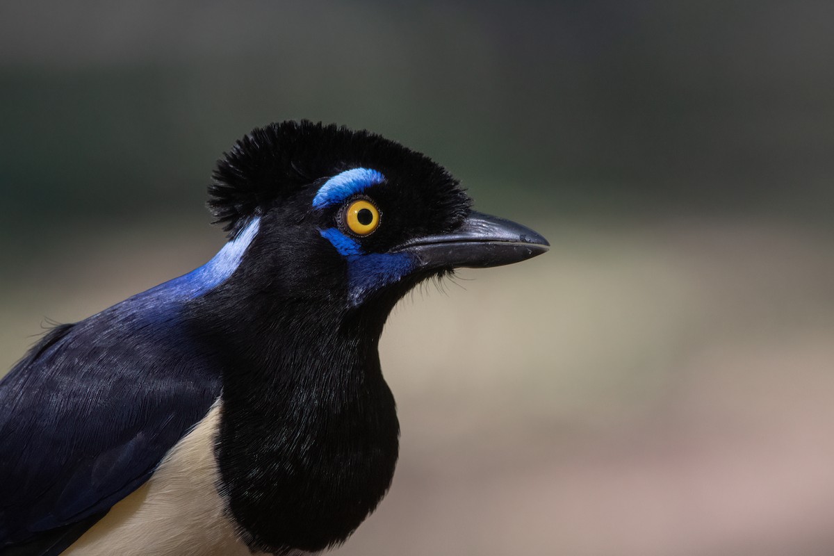 Plush-crested Jay - Pablo Re