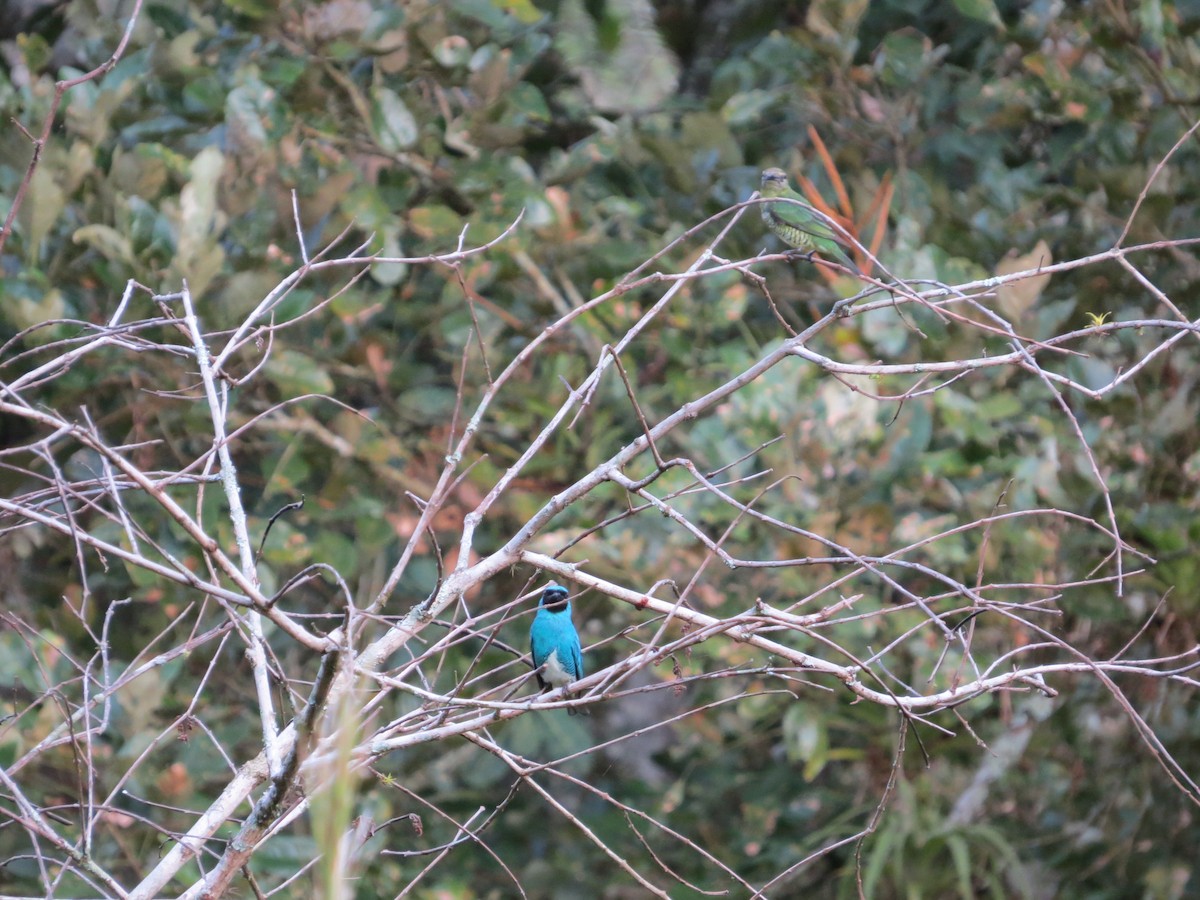 Swallow Tanager - Laura Victoria Márquez