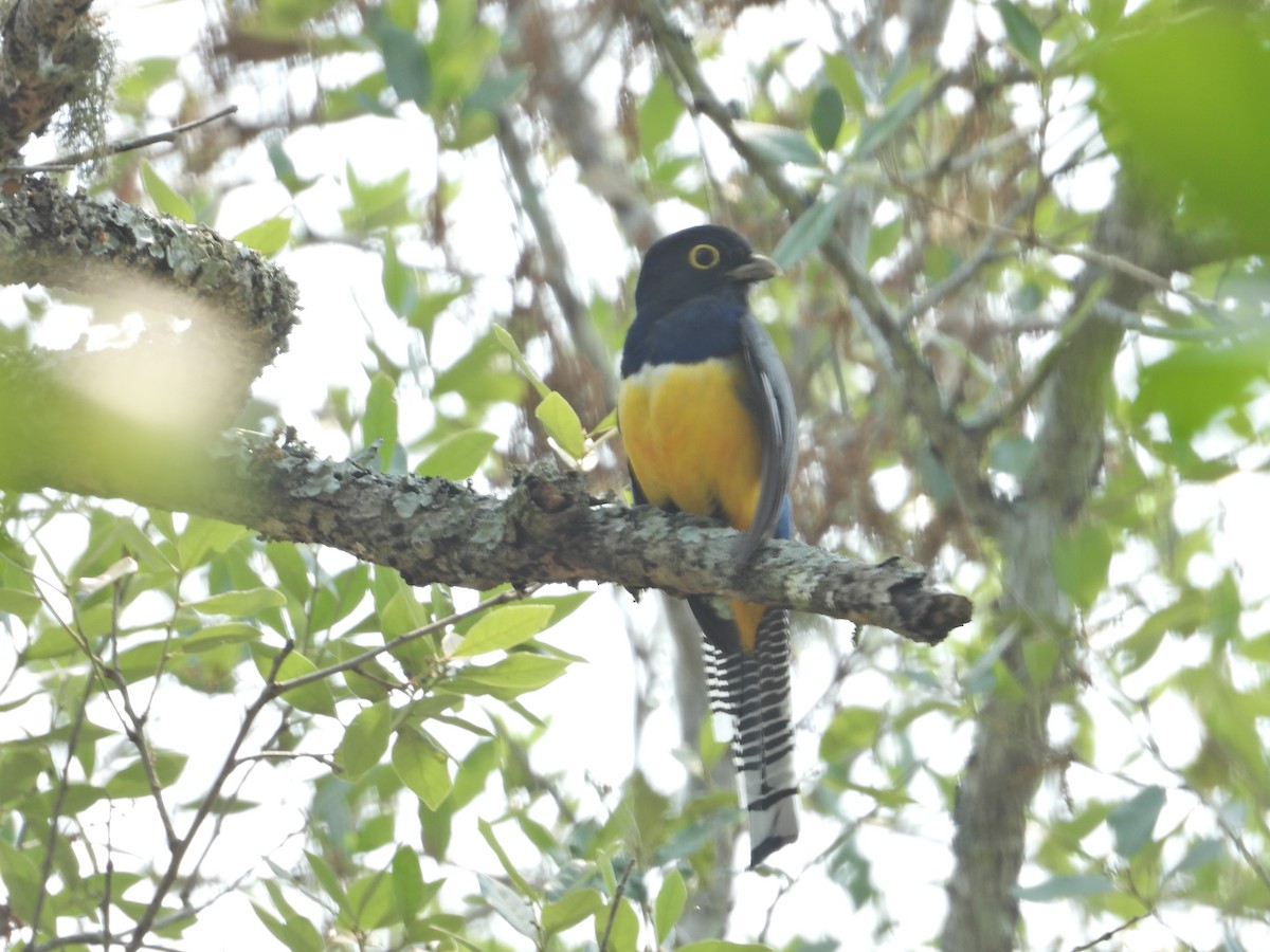 Gartered Trogon - ML572816991