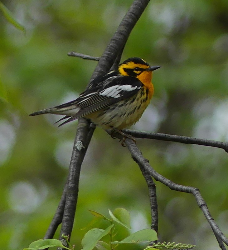 Blackburnian Warbler - ML572817361