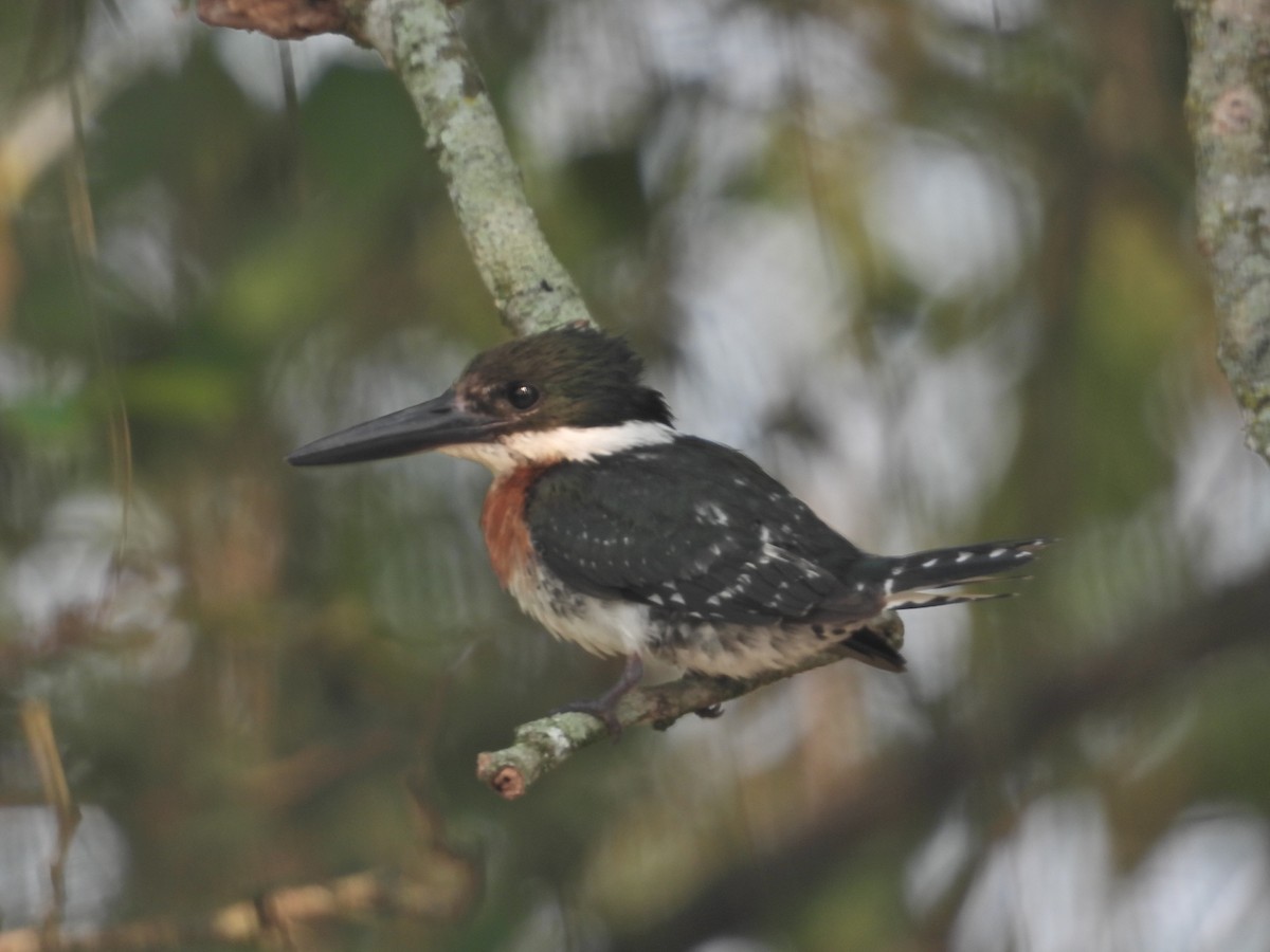 Green Kingfisher - Ludwing Sánchez