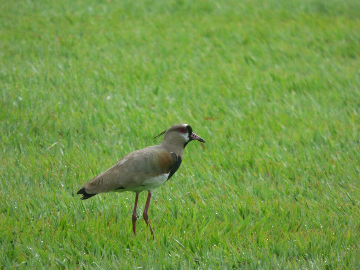 Southern Lapwing - ML572817671