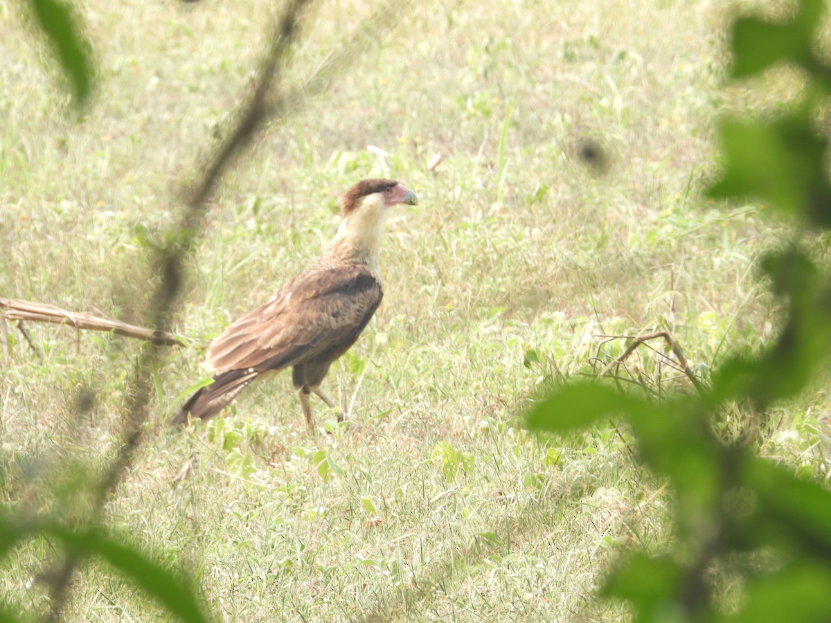 Crested Caracara - ML572818061