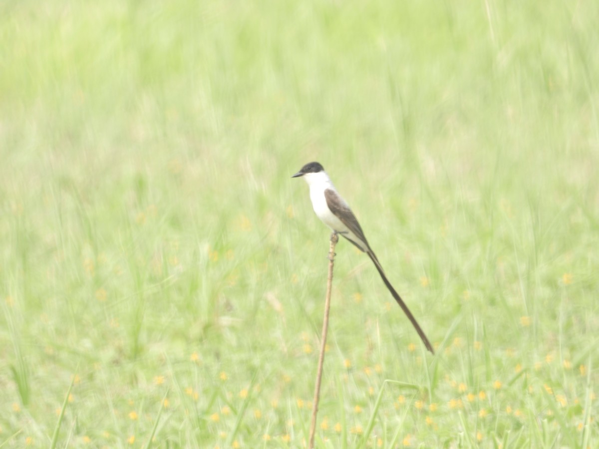 Fork-tailed Flycatcher - Ludwing Sánchez