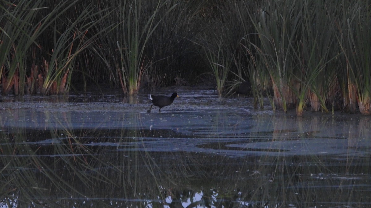 Red-fronted Coot - ML572818861