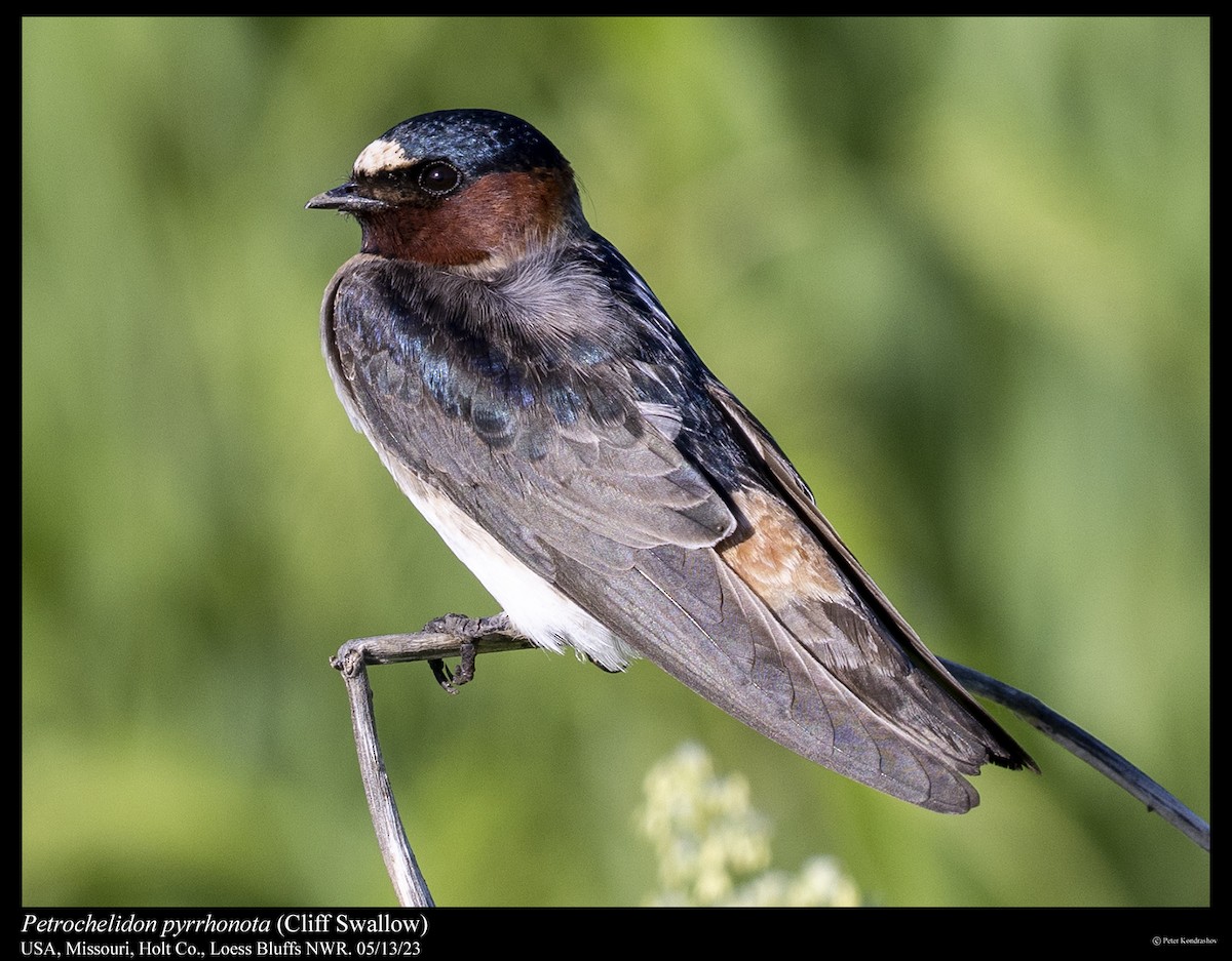 Cliff Swallow (pyrrhonota Group) - ML572818981