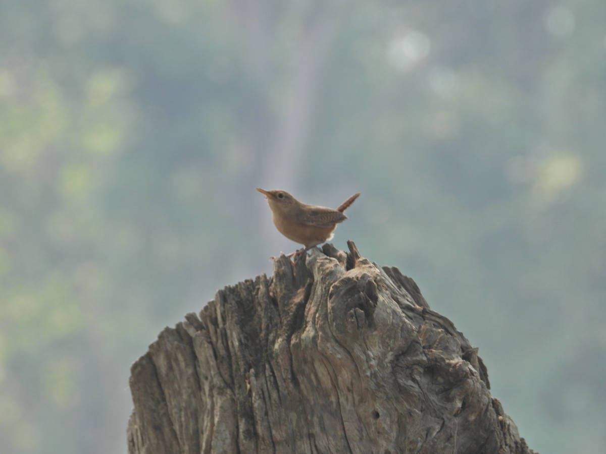 House Wren - Ludwing Sánchez