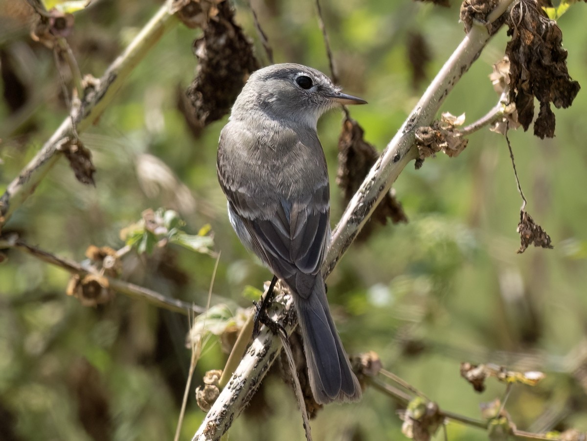 Gray Flycatcher - ML572819761