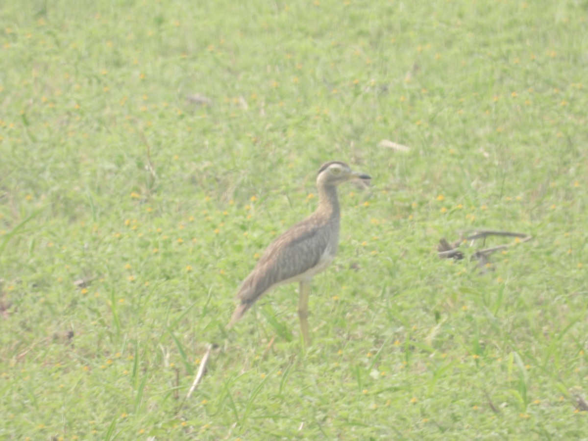 Double-striped Thick-knee - ML572820521