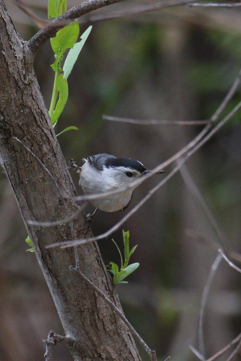 White-breasted Nuthatch - ML572820871
