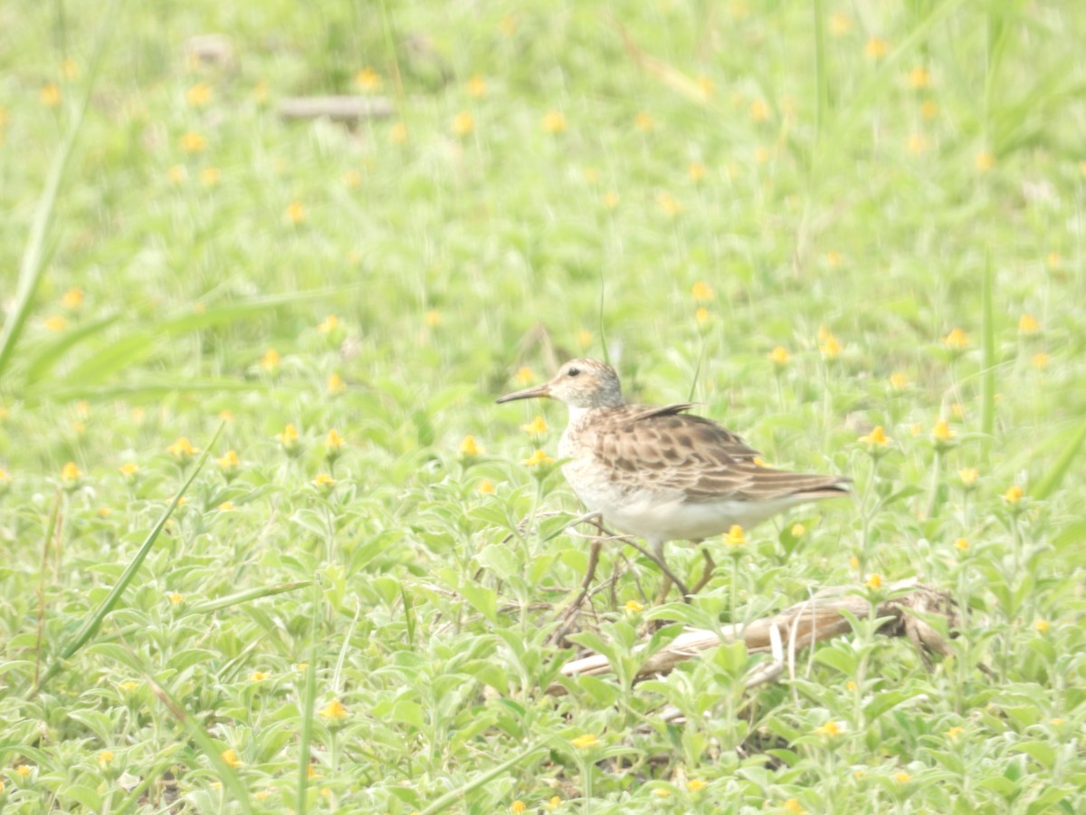 Pectoral Sandpiper - ML572820891