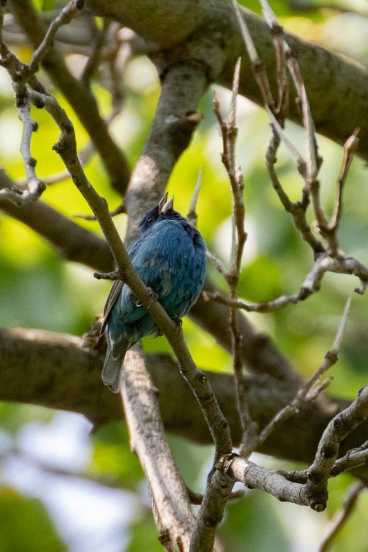 Indigo Bunting - ML572821001